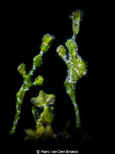 green couple by Marc Van Den Broeck 